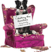 wordpress development dogchair