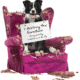 wordpress development dogchair